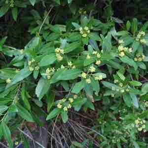 Umbellaria californica