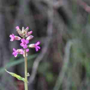 Boechera sparsiflora