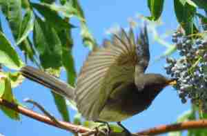 Black Phoebe eating Elderberry berries