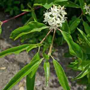 Cornus glabrata