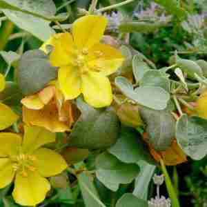 Fremontodendron californicum