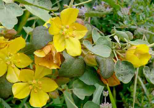 Fremontodendron californicum