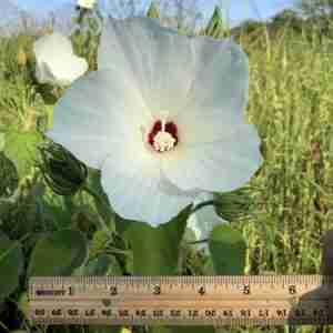 Hibiscus lasiocarpos