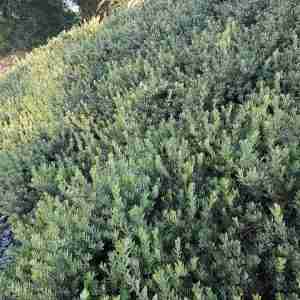 Arctostaphylos 'Pacific Mist'