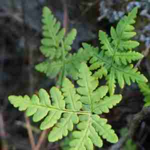 Pentagramma triangularis