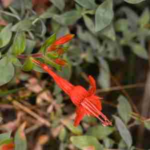 Epilobium septentrionale 'Select Mattole'