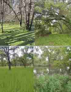 Woods and forested meadows showing stages of restoration