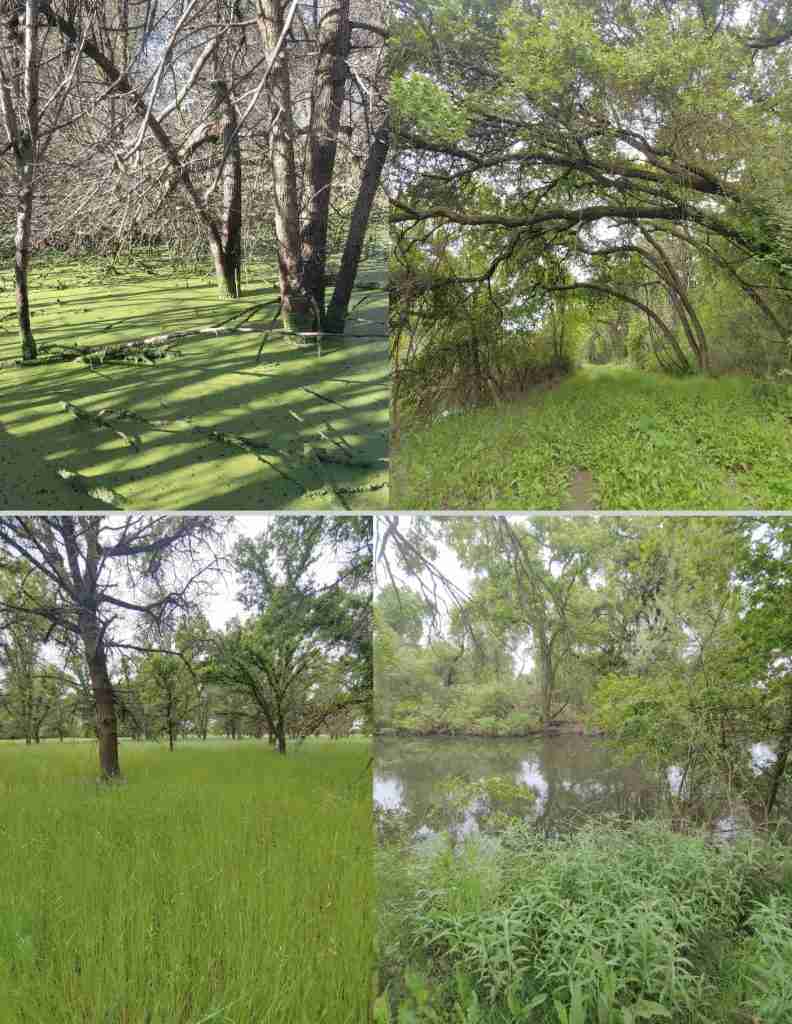 Woods and forested meadows showing stages of restoration