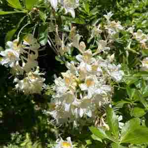 Rhododendron occidentale