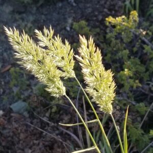 Calamagrostis foliosa