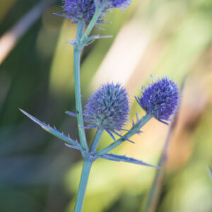 Eryngium articulatum