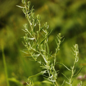 Artemisia dracunculus