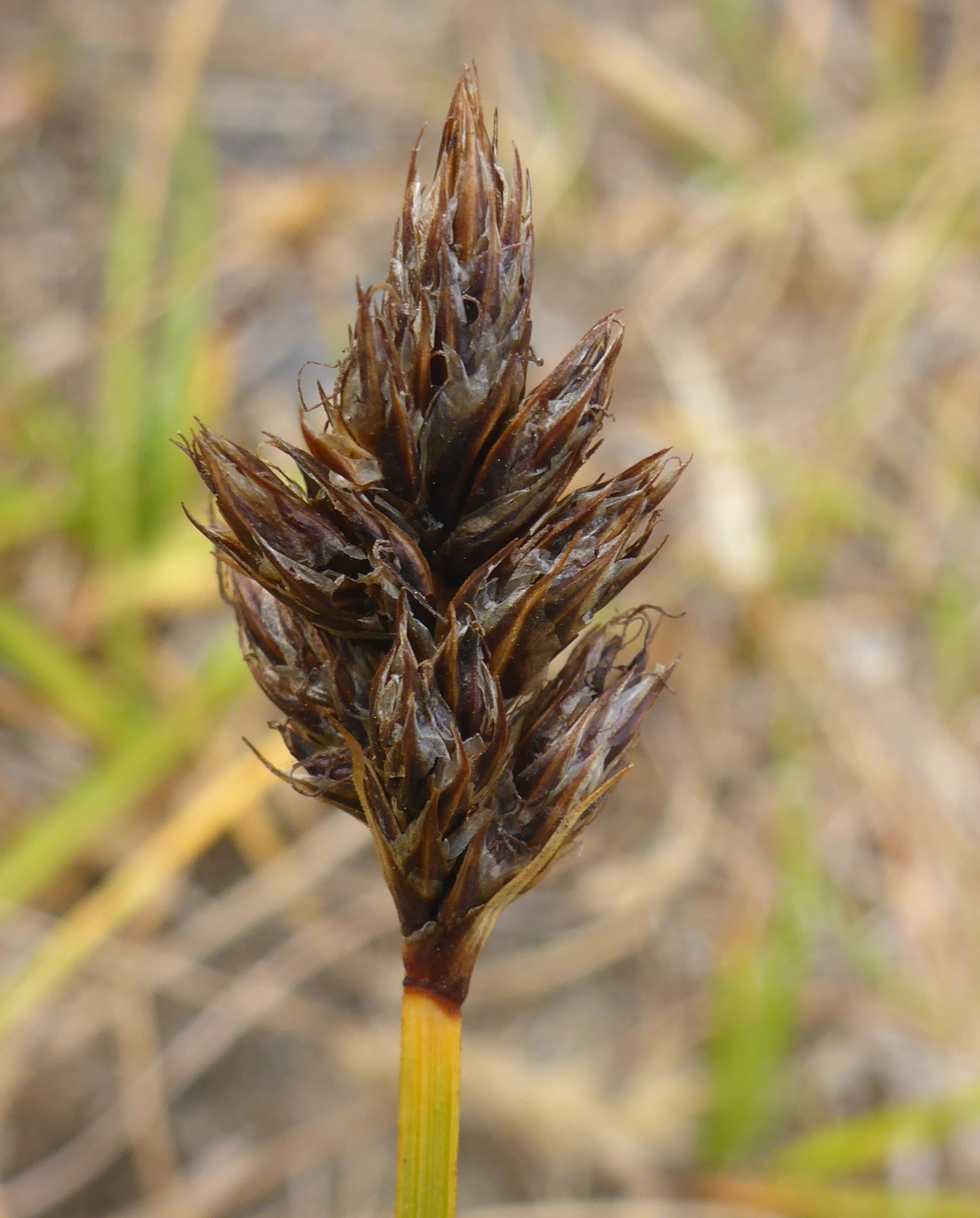 Carex pansa