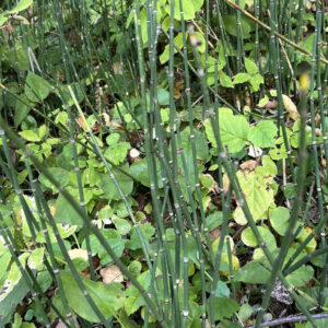 Equisetum hyemale
